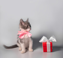 Fototapeta na wymiar Cute little white and gray playful kitten with pink ribbon around neck looking side on gray or white background near red gift box with white ribbon: square, space for text, full height, soft focus