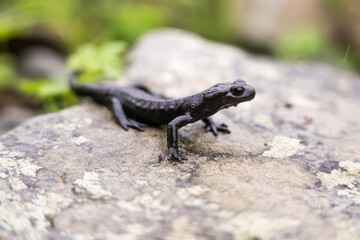Alpine salamander on a rock in the Alps
