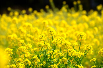 三重県　斎宮に咲く菜の花