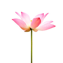 Pink lotus flower, waterlily isolated on white