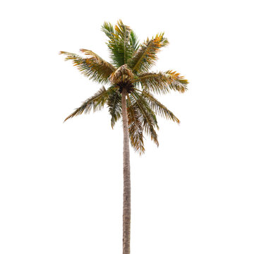 Coconut palm tree isolated on white