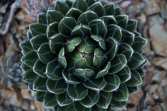 Fototapeta close up of a cactus plant