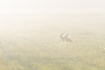 European hares in a meadow in fog