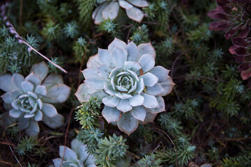 close up of a cactus plant