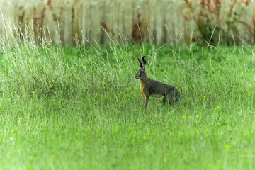 Obraz na płótnie Canvas hare in the grass