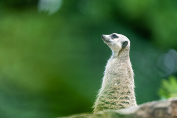 Fototapeta premium meerkat on guard