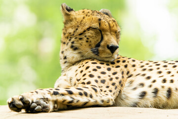 Closeup of a cheetah