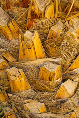 Palm tree detail bark