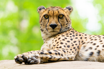 Closeup of a cheetah