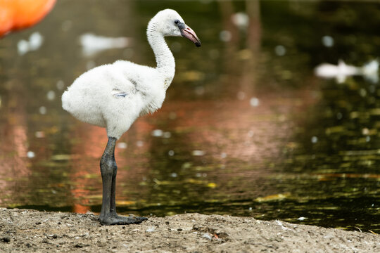 Baby greater flamingo on the shore of a lake