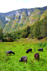 Black sheep grazing on the green meadow. Flam, Norway. Vertical view
