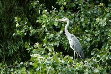 Gray heron in a tree