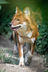 Dholes in a forest