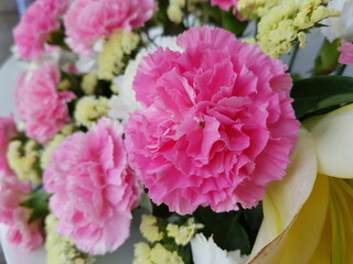 pink carnation