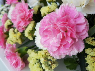 pink carnation