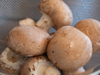 たくさんのマッシュルーム。秋の味覚の野菜。