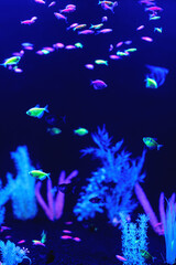 Neon glow fish color freshwater aquarium. Underwater world fish Aquarium in the neon light. Blurry background. Selective Focus. Vertical