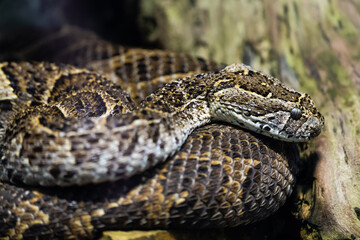 Close up of a snake