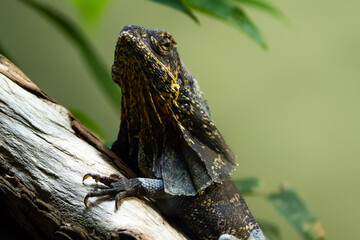 Closeup of a frilled lizard on a tree