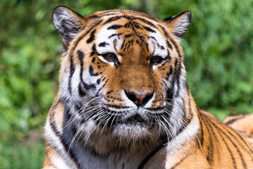 Closeup of a siberian tiger