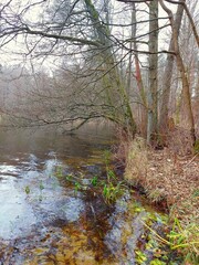 Lake in the forest