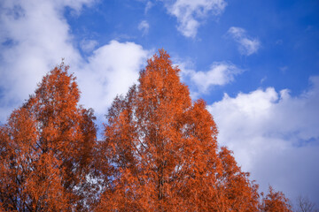 メタセコイアの紅葉