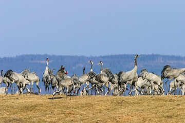 Flock of cranes on a field in the spring