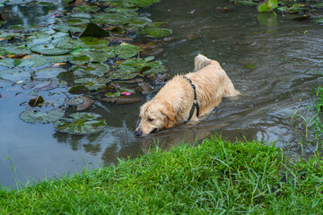 Obraz na płótnie Canvas One mature golden retriever dog playing mud in the pond