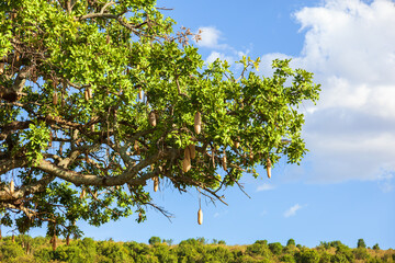 Sausage tree with hanging fruits in Africa