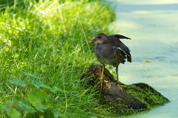Common moorhen