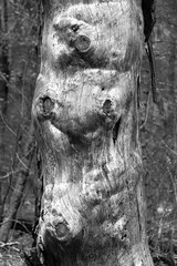 Fototapeta na wymiar Patterns in a dead pine tree trunk.