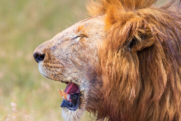Big male lion with an open mouth