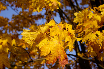 Yellow leaves of autumn maple close-up.