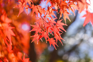 紅葉　秋イメージ