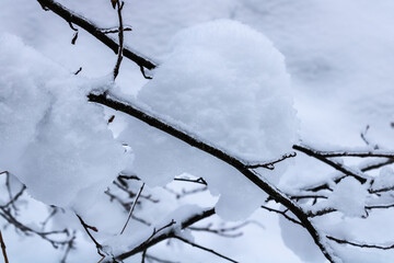 A small snowdrift on a tree branch