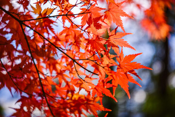 紅葉　秋イメージ
