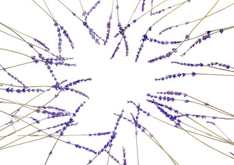 Frame made of beautiful lavender flowers on white background