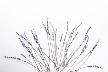 Beautiful lavender flowers on white background