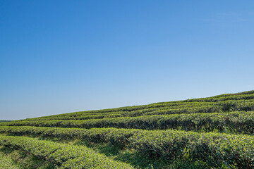 Beautiful scenic view of tea plantations with the sky and mountains background in Thailand. Space for text