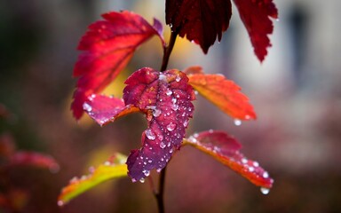 Raindrops on the leaves of an autumn shrub closeup.