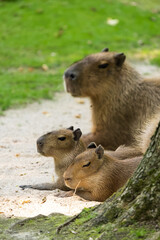 Naklejka na ściany i meble Female capybara with two babies laying behind a tree