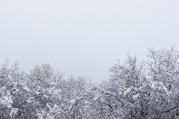 Snow on the branches of trees and bushes after a snowfall. Beautiful winter background with snow-covered trees. Plants in a winter forest park. Cold snowy weather. Perfect for design. Copy space.