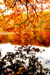 Fall colors and reflections in Birge Pond in Bristol, Connecticut.