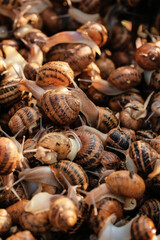 Many snails at the farm
