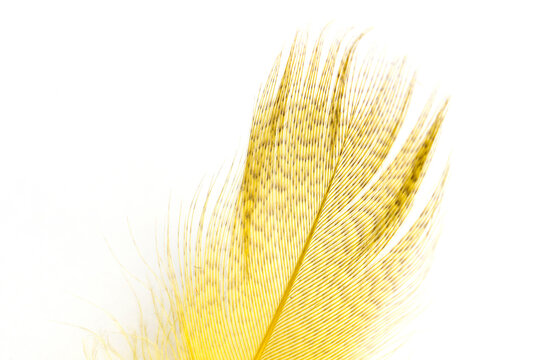 The Texture Of A Dyed Turkey Feather For Making A Fly Fly.