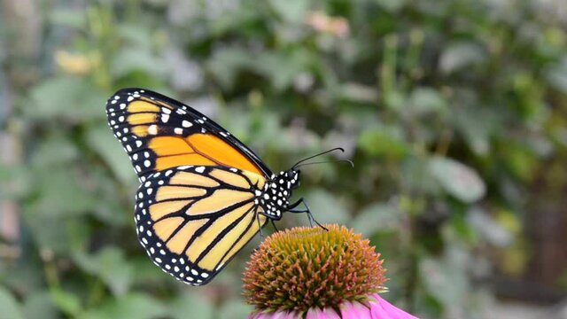 HD video of one female Monarch butterfly resting on one purple coneflower, opening and closing wings. Green bushes OOF in background.
