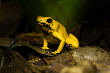Golden Poison Frog sitting on leaf litter