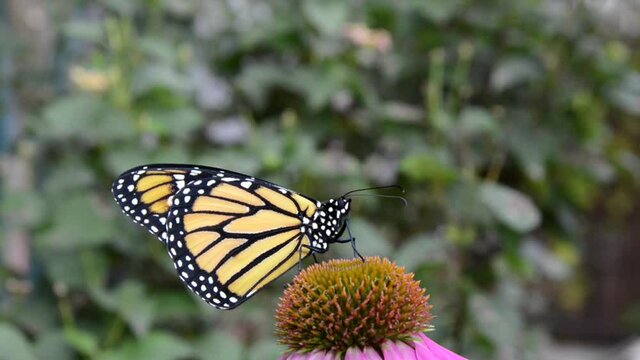 HD video of one male Monarch butterfly resting on one purple coneflower, opening and closing wings. Green bushes OOF in background. Female caucasian hand reaches in and coaxes butterfly onto finger an