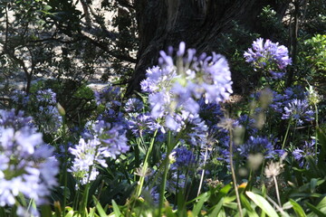 flowers in the forest
