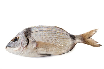 Diplodus vulgaris in studio